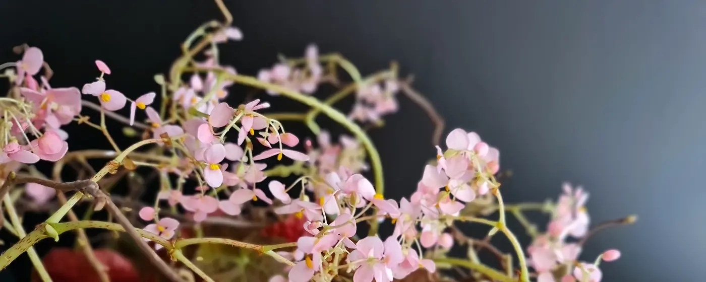 Florale Gestaltung Anja Ersing