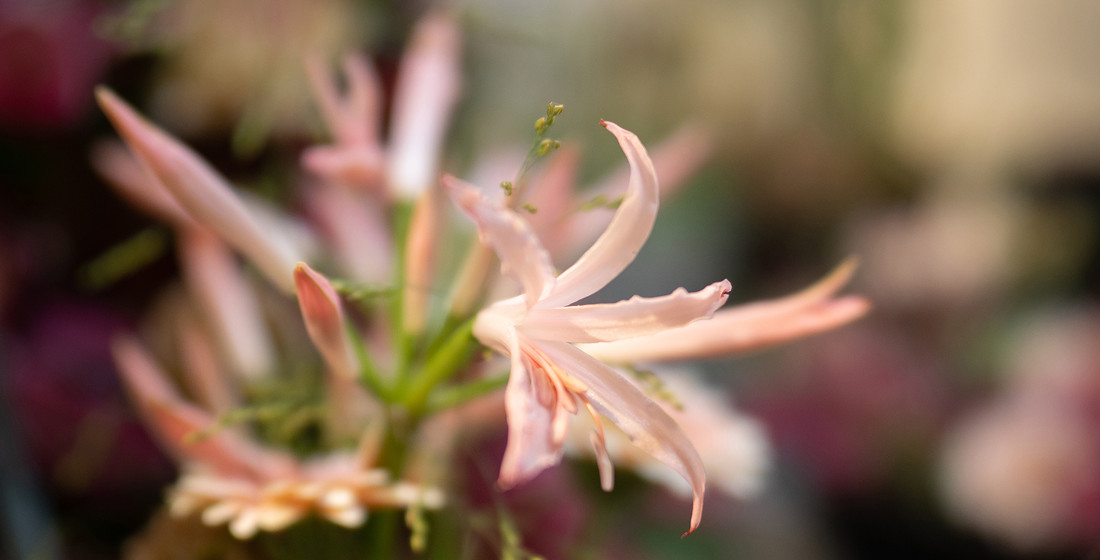 Florale Gestaltung Anja Ersing